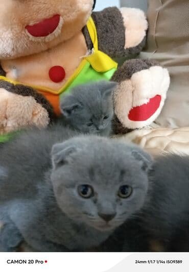 где можно купить котенка: Şotland yastı qulaq, Dişi, Yaxşı əllərə, Ünvandan götürmə, Ödənişli çatdırılma — 2