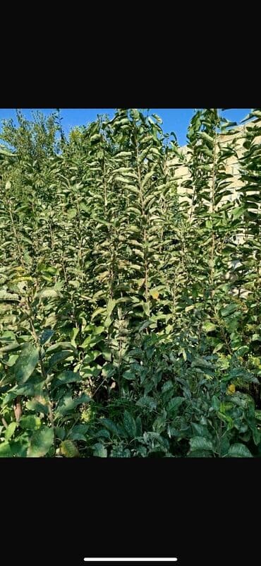 dəmir tikanı bitkisi: Gilas tingləri 1000 ədəd 2 illikdiler Napaleon Ramanı çalqırım — 6