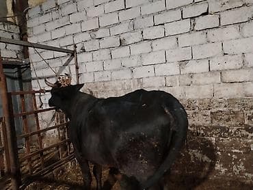 limuzin inek: Salam aleykum düyə heyvandi 1 ni dogub boş bekar adamlar narahat — 4