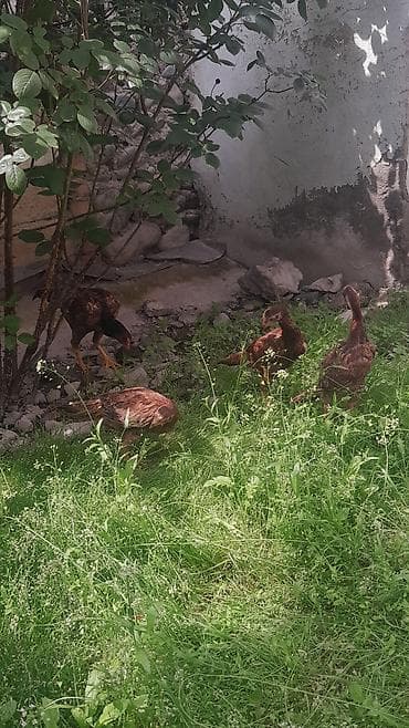 Toyuq cücələri, Ətlik