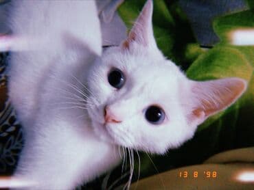 pişik ucuz: Dişi, Yaxşı əllərə, Ödənişli çatdırılma — 1