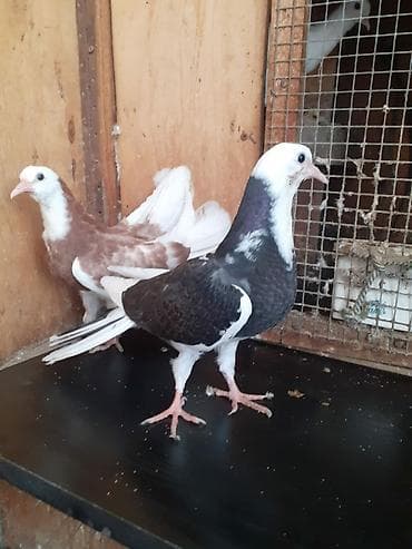 it satisi 2021: 18-19-20 tüklərdi.Tək tək qiymət fərqlidi.Hamısını götürən olsa üst — 7