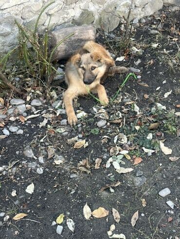 İtlər: 3 ay, Erkek — 4