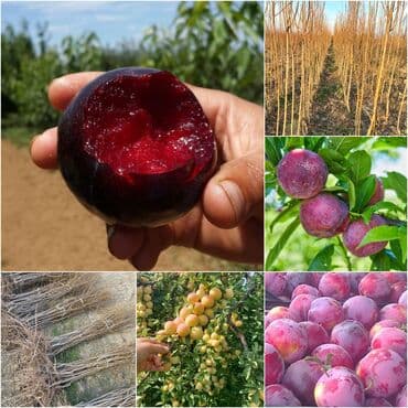 green pharma baku: Məhsul: Şəxsi tingçilik təsərrüfatında yetişdirilən meyvə tingləri — 2