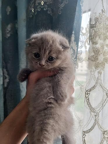 Boz tüklü, yumşaq və çox mehriban balaca pişik balaları