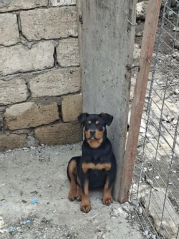 dogo argentino satışı: Rotveyler — 1