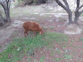 balasına süd vermeyen qoyun: Qoyunlar – yerli ətlik/südlük sürüdən - Növ: yerli qoyun (qəhvəyi — 11