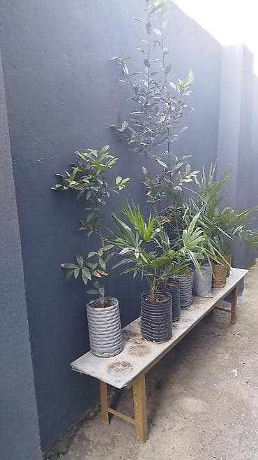 продажа комнатных растений: Satılır: Açıq hava üçün dekorativ bitkilər (qablarda və torpaqdan — 7