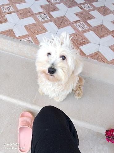 it adlari azeri: Erkek, Peyvəndli — 2