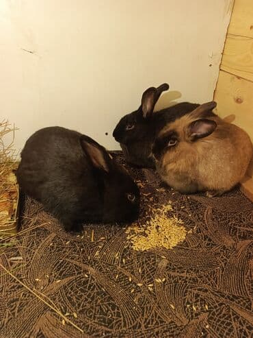 dövsan: Ev dovşanları – 3 ədəd Təsvir: - Şəkillərdə 3 ev dovşanı görünür — 1