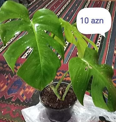 Monstera (dəlikli yarpaqlı) otaq bitkisi – saksıda - Növlə: Monstera — 1