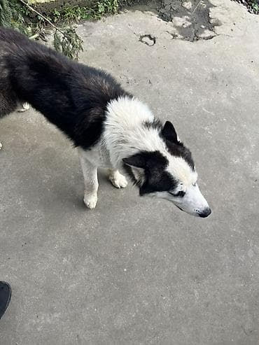 coban iti type 0: Sibir Husky – erkək it Xüsusiyyətlər: - Cins: Sibir Husky - Rəng — 3