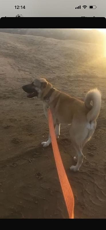 Digər heyvanlar: Kanqal — 6