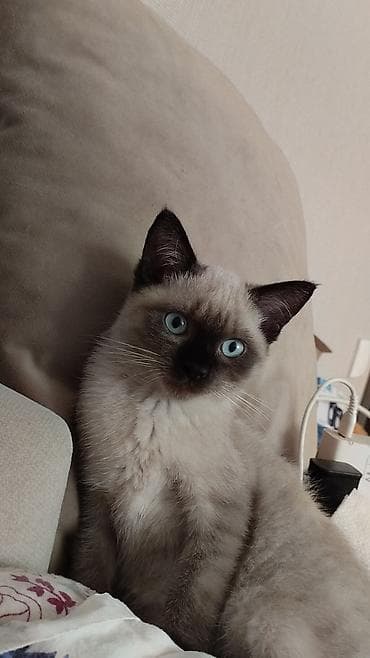 pisik yuvası: Siam — 1