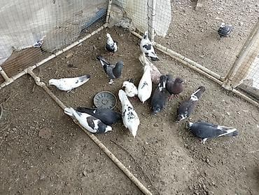 mal qara qusar: Salam kom satirlir 4 m dan isdeyen elaqe saxlasin asaqi yeri olmaz! — 4