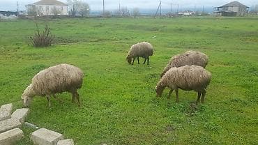 guzu: Məhsul: Qoyunlar və quzular Təsvir: - Təsərrüfatda saxlanılan ana — 3