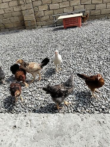 sevgi quşu: Çolpalar sağlam dır 20 dənədir — 1