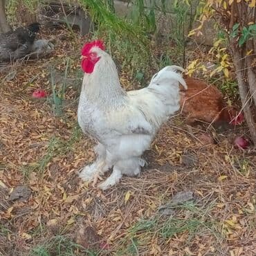 Gəmiricilər: Brama xoruzu 1 illik iri xoruzu 45 AZN 4 eded toyuq yumurtuyurlar — 1