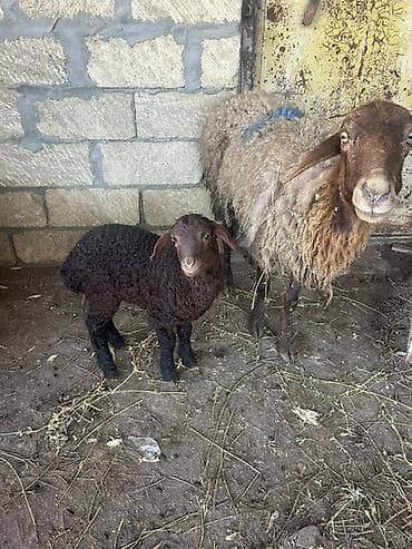 qoca qoyun: Ana bala satilir qirmizi qoyundu — 3