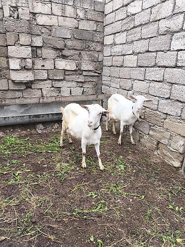 keçi çəpiş: Təmiz orginal Sani keçilər 2 ana 3 bala südlü keçilərdi real alıcılar — 7