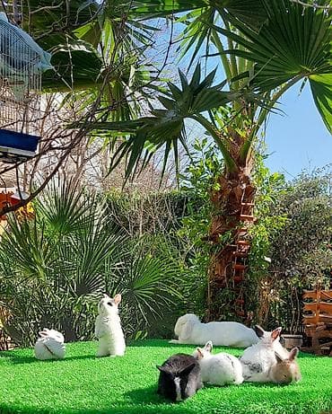 Wekilde gorduyunuz mini Xolandski loplar satilir muxtelif renglerdedi