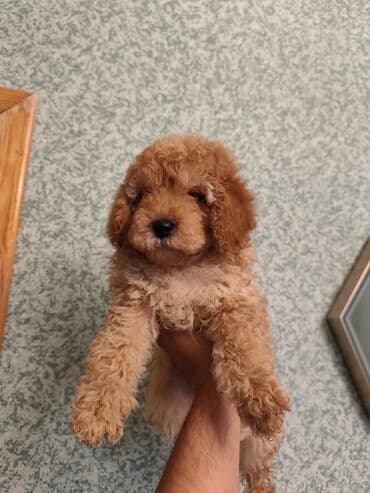 pisik ucun qurd dermani: Pudel, 2 ay, Dişi, Peyvəndli — 4