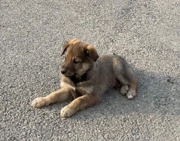 сколько стоит шпиц: С прививками — 1