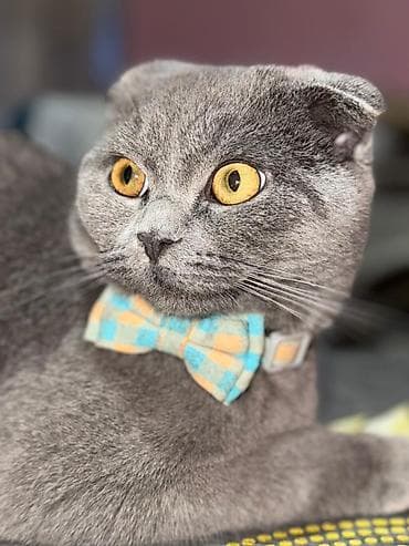 it tasması: Məhsul: Pişik üçün papyonlu yaxalıq - Material: Yumşaq parça — 2