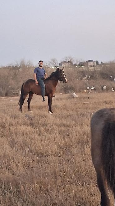 heyvan satışı: Yorğadi təcili satilir razilaşma yoluyla 
- — 3
