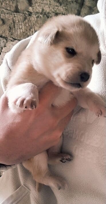 ən gözəl it adları: 1 ay — 3