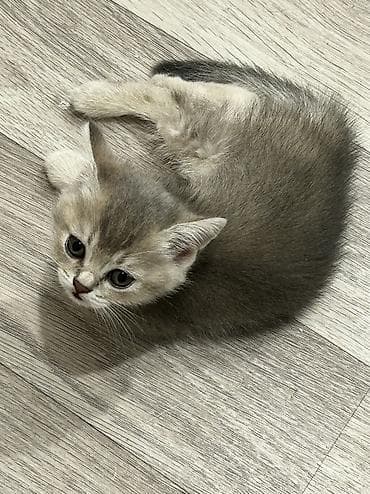 heyvanlarin sekilleri: Qızıl şinşilla, Erkək, Dişi, Ünvandan götürmə, Ödənişli çatdırılma — 7