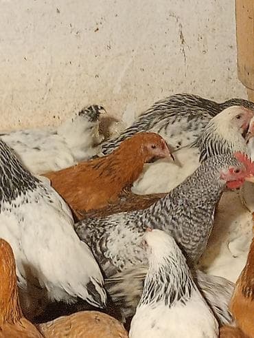 goyercin satisi: Tam saglam hem damazllga hem kesime yararll colpalar satllr unvan — 1