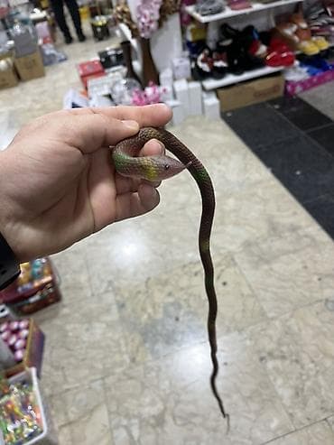 keci seki: Uşaq oyuncaqları dəsti – yumşaq oyuncaq qurbağa və realist elastik — 3