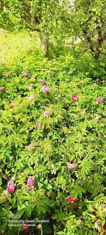 satılık evler: Zeynalabdin Tağıyev, 3 otaqlı, Köhnə tikili, 90 kv. m — 8