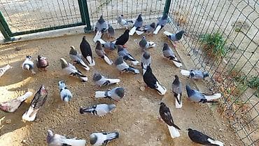 tovuz qusu satiram: Kom şekildə satilir — 4