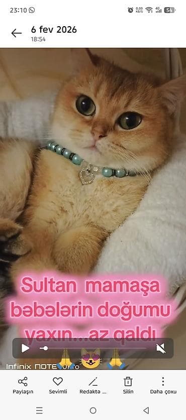 pişik baytarı: Qızıl şinşilla, Erkək, Dişi, Yaxşı əllərə, Ünvandan götürmə, Pulsuz çatdırılma, Ödənişli çatdırılma — 8