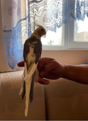 Кошки: Qəfsle satlir tam ələ orgenmis korella elde yem yeyir ciyde durur cox — 3