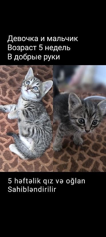 sinsila pisik: Tabbi, Erkək, Dişi, Yaxşı əllərə, Ünvandan götürmə, Pulsuz çatdırılma — 1