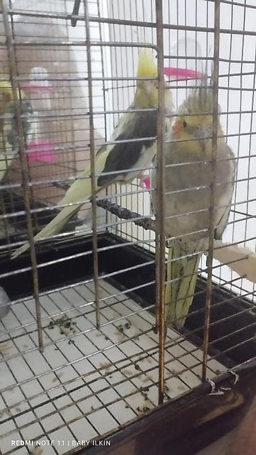 Попугаи: Korella satilir qefesle birlikde 1 diwi 1 erkekdi aktiv quwlardi diwi — 4