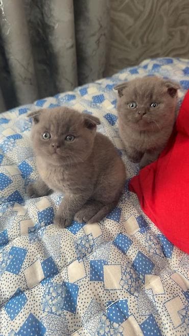 scottish: Şotland yastı qulaq, Erkək, Dişi — 3