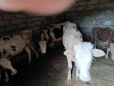 yonca presi qiymeti 2025: Satılır: Buzaqlar (bir neçə baş) — 3