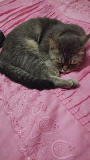 art tekstil: Rəng - Bənövşəyi Mikrofiber Pled — 9