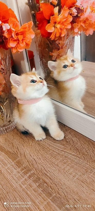 elektrik yuvası: Britan — 6