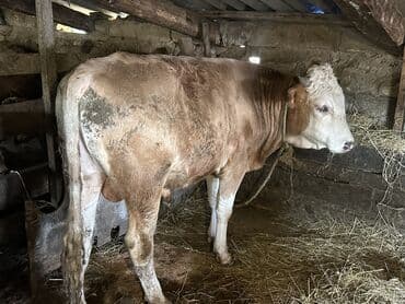 heyvan bazari inekler: Əlaqə Vp — 7