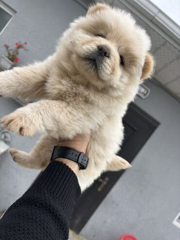 Gəmiricilər: Çau-Çau, Peyvəndli — 2