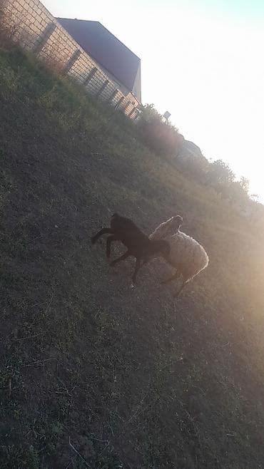qarabağ atı qiyməti: Qoyun və quzu dəsti - Şəkillərdə ana qoyunlar və yanlarında sağlam — 2