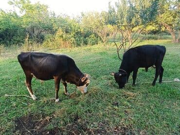 Коровы, быки: Təcili 7 baş erkək dana satılır — 6