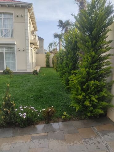 üzüm ağacı: Dekorativ ağaclar gül çiçək qazon torf torpaq ağdaşlar satşi ağacların — 16