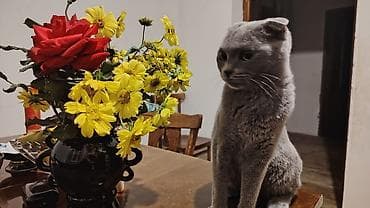 ev iti ucuz: Şotland yastı qulaq, Yaxşı əllərə — 3