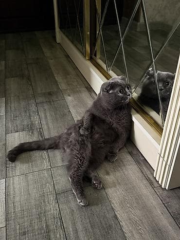 cütlə: Şotland, Erkək, Cütləşmə üçün — 1